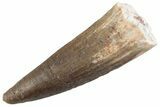 Fossil Spinosaurus Tooth - Real Dinosaur Tooth #368007-1